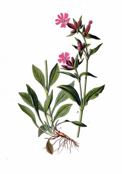 File:Sommité fleurie.jpg