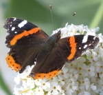 Vanessa atalanta.jpg